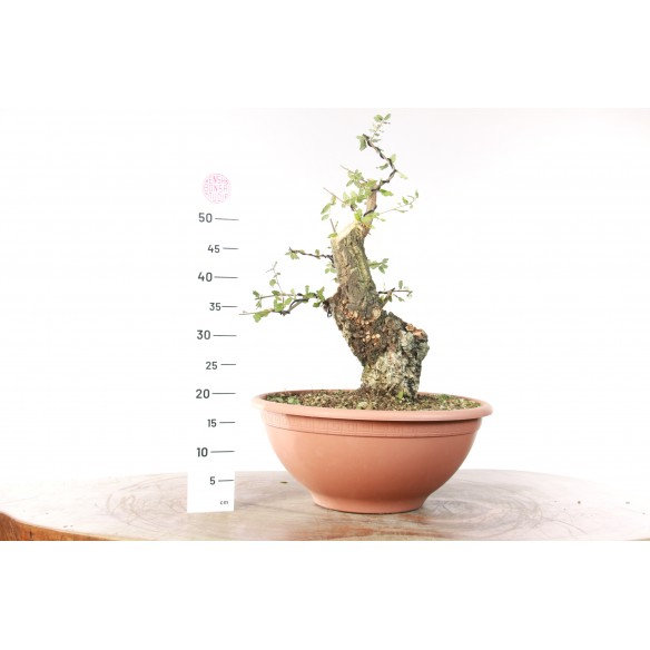 Quercus suber - B2705