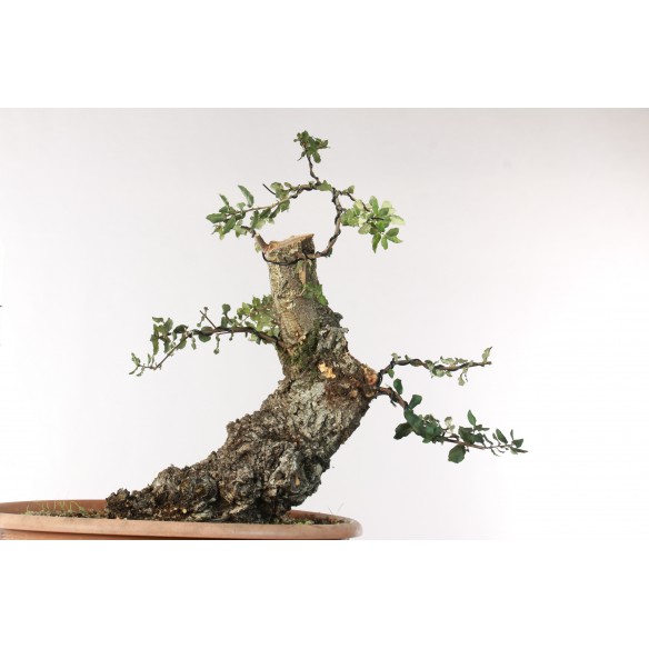 Quercus suber - B2706