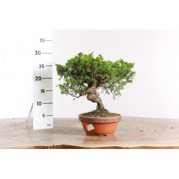 Juniperus 'itoigawa' - B2716