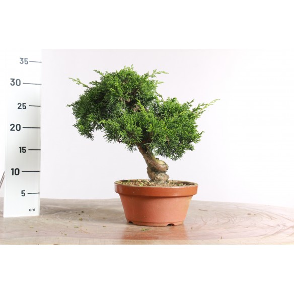 Juniperus 'itoigawa' - B2719