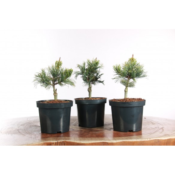 Pinus parviflora 'Iribune'