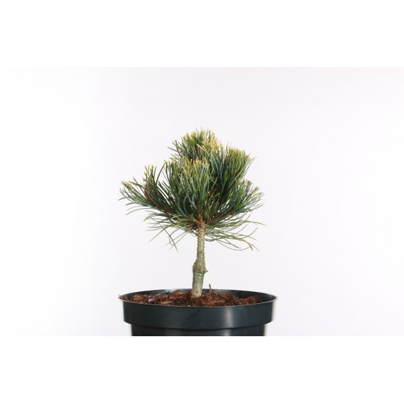 Pinus parviflora 'Bonnie...