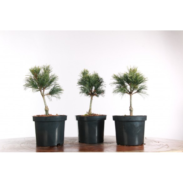 Pinus parviflora 'Bergman'