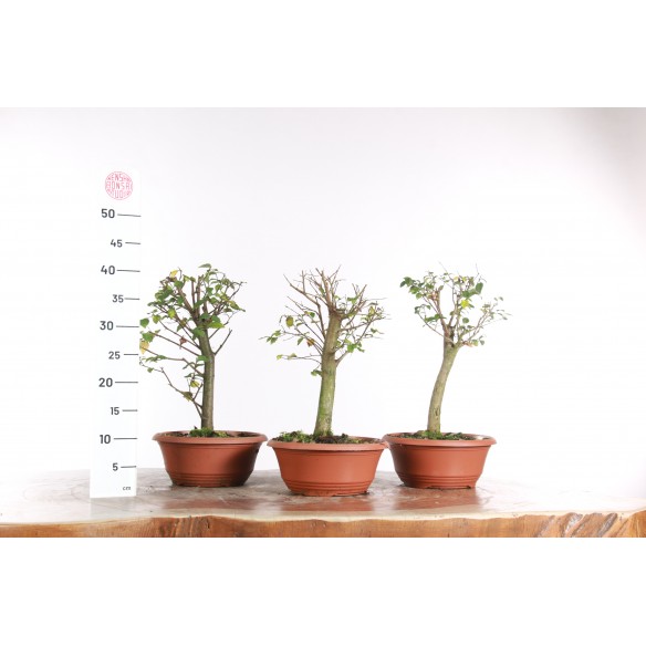 Ulmus minor - Pre-Bonsai