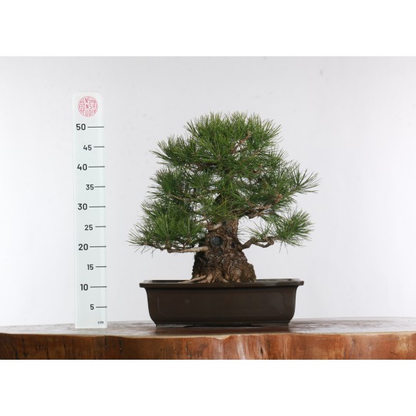 Pinus thunbergii - B2904