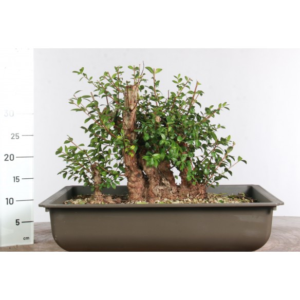 Myrtus communis - B2977