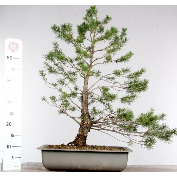 Pinus sylvestris - B2976