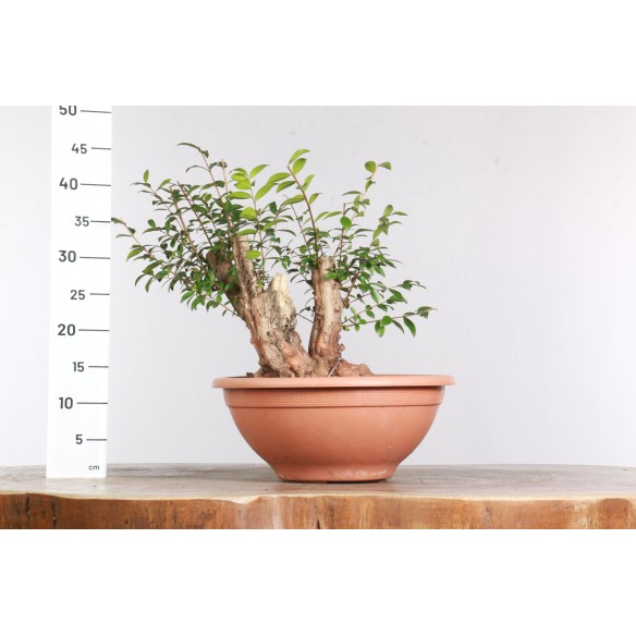 Myrtus communis - B2964