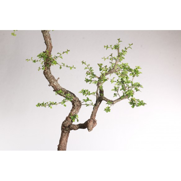 Crataegus monogyna - Y0527