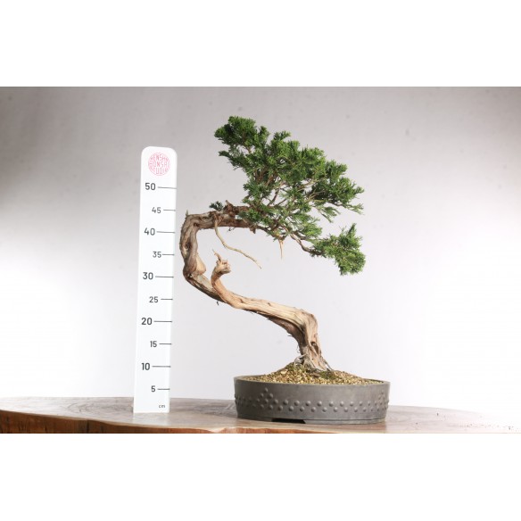 Juniperus sabina - B2863