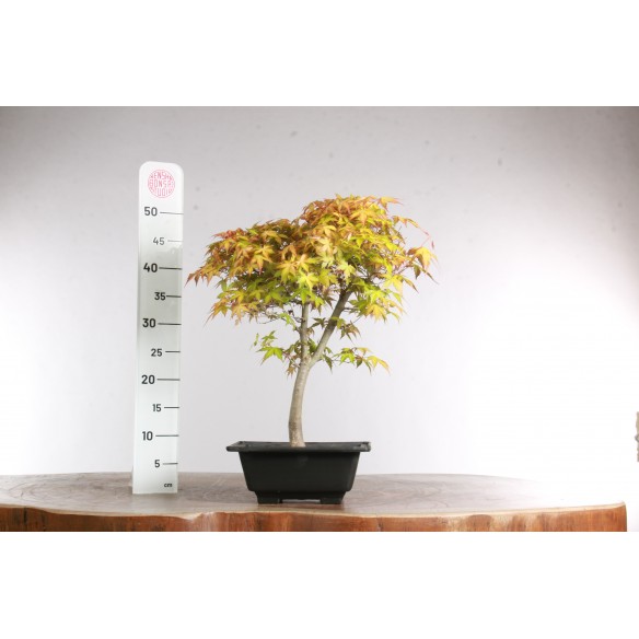 Acer palmatum 'Katsura' -...