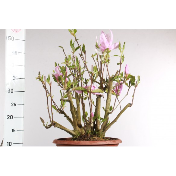 Magnolia spp. - Y0547
