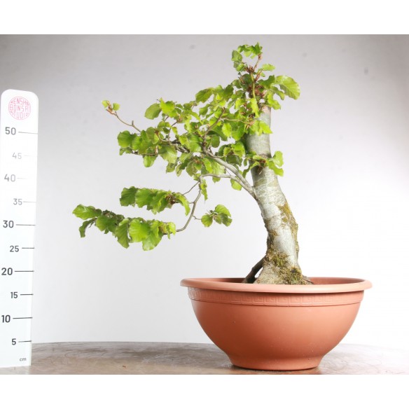 Fagus sylvatica - Y0561