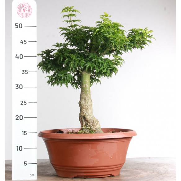 Acer palmatum 'mikawa...
