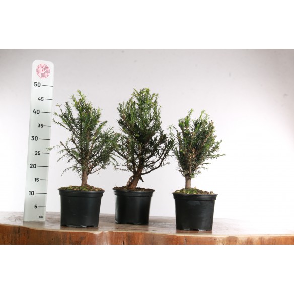 Taxus baccata - Pré-bonsai
