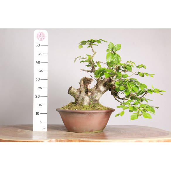 Fagus sylvatica - Y0119