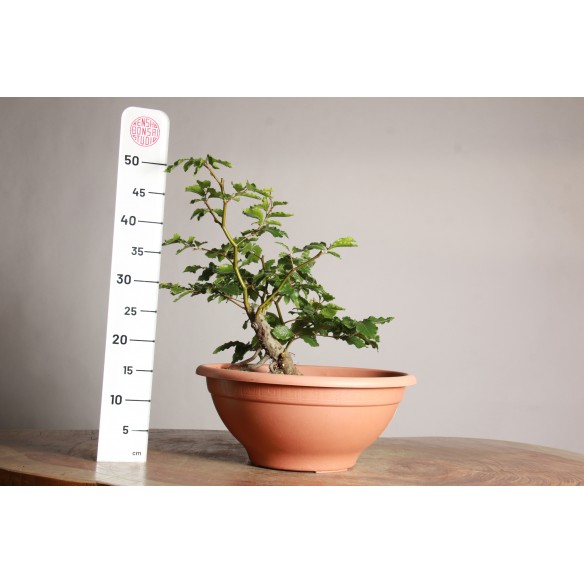 Fagus sylvatica - Y0053