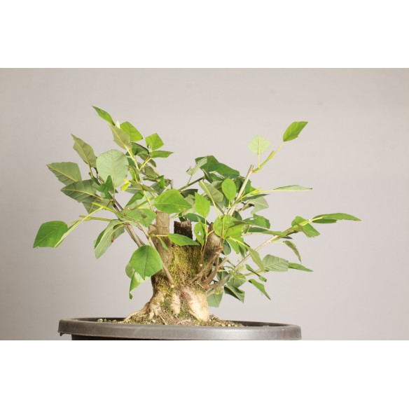 Magnolia spp. - Y0055