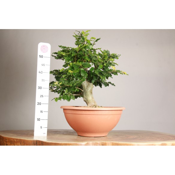 Fagus sylvatica - Y0056
