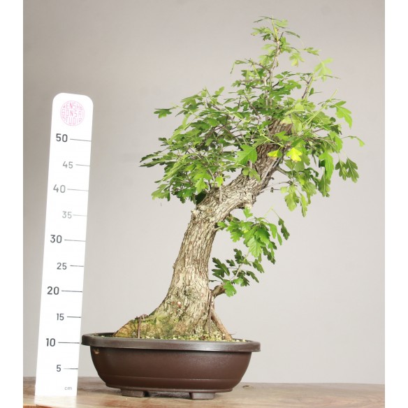 Crataegus monogyna - Y0060