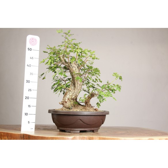 Crataegus monogyna - Y0072