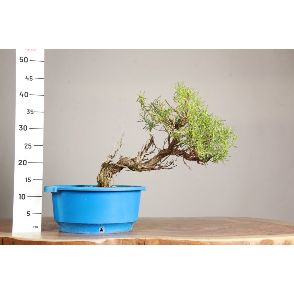 Rosemary - Y0690