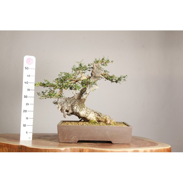 Olea europea sylvestris -...