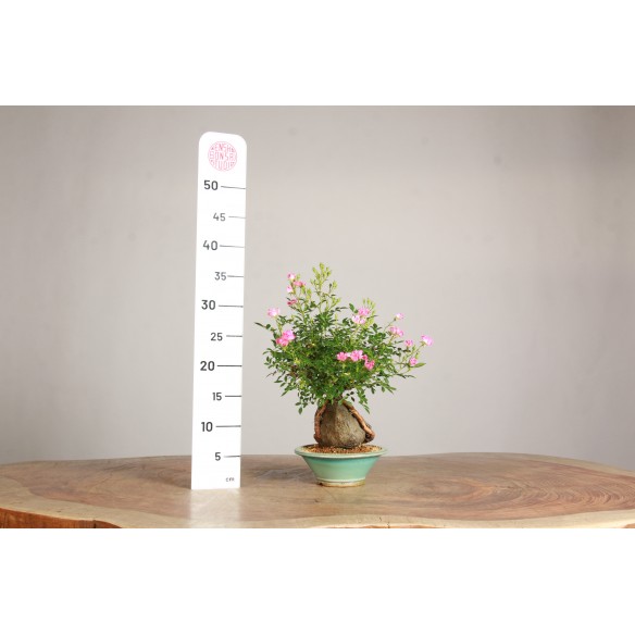 Rosa canina C/Rocha - B2700