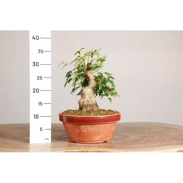 Acer buergerianum - Y077