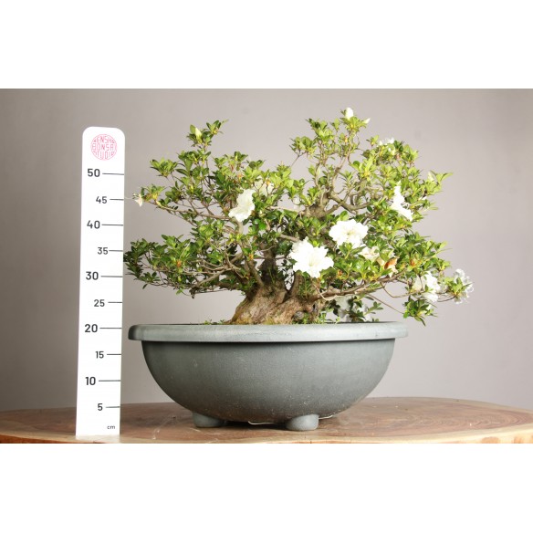 Azalea "Eikan" - Y0677