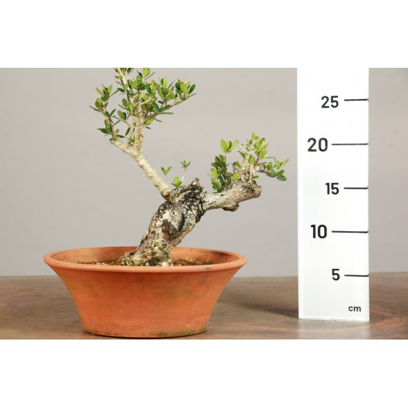 Olea europea "sylvestris" -...