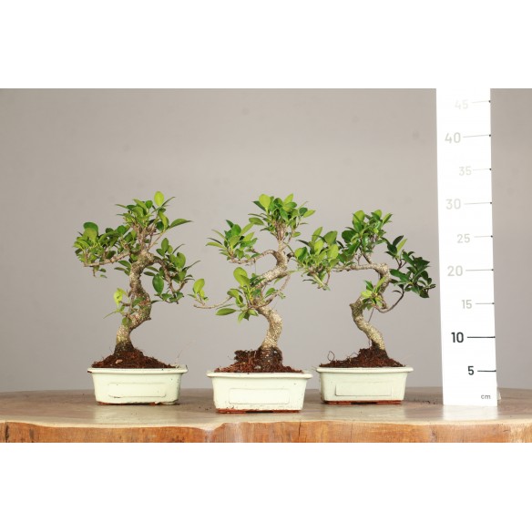 Ficus retusa - Vaso 15 cm - S