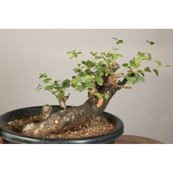 Prunus mahaleb - Y0153