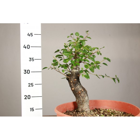 Prunus mahaleb - Y0203