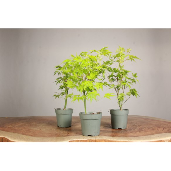 Acer palmatum "Orange Lace"