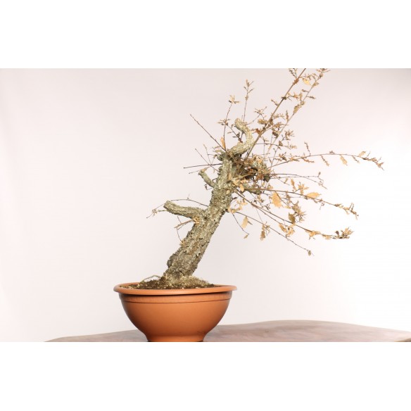 Quercus faginea - Y0011
