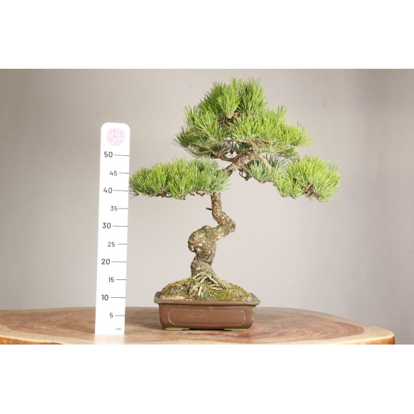 Pinus thunbergii - Y0718