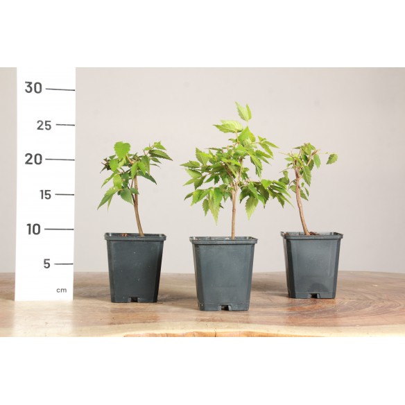 Zelkova Serrata