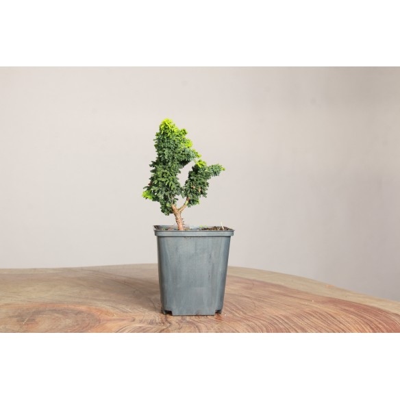 Sekka Hinoki