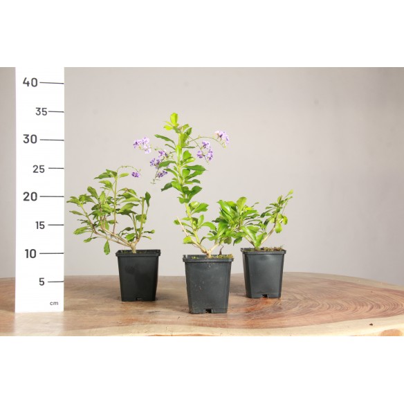 Duranta