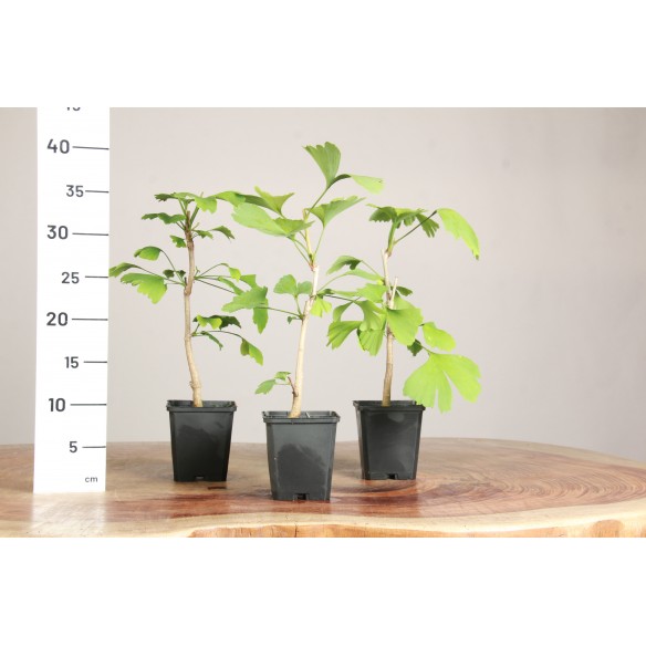 Ginkgo biloba