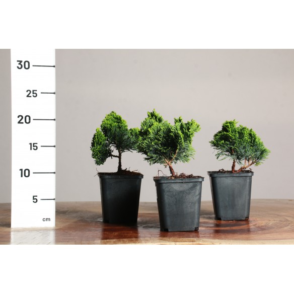 Chamaecyparis Hinoki