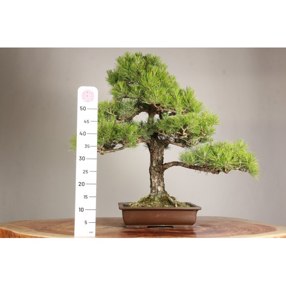 Pinus thunbergii - Y0719