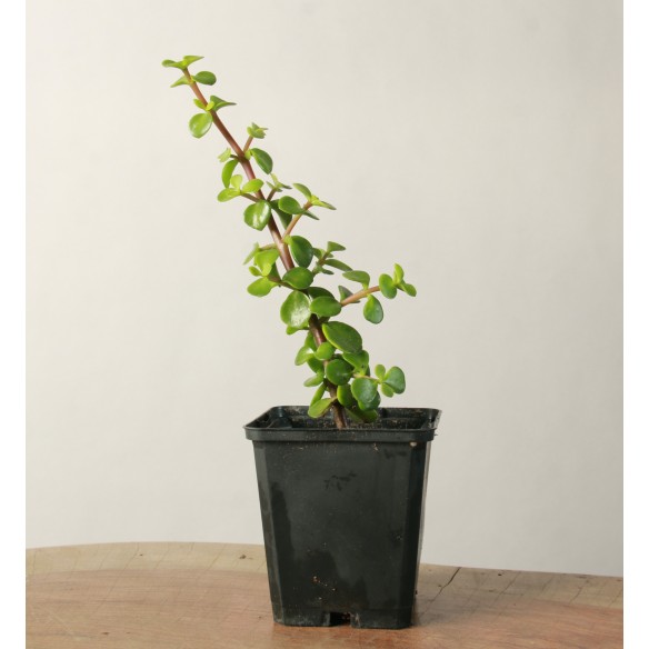 Portulacaria