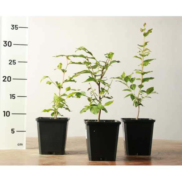 Stewartia monodelpha