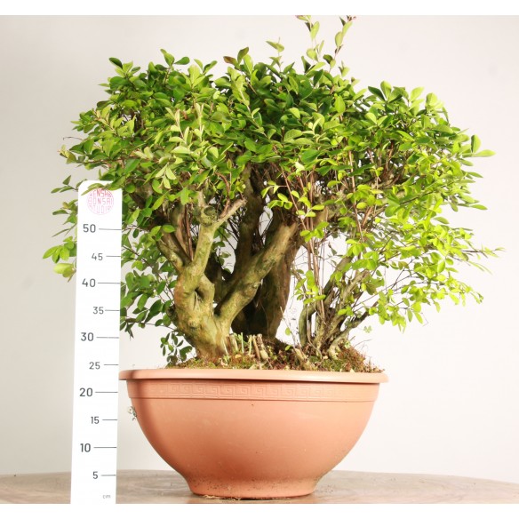 Lagerstroemia - Y0727