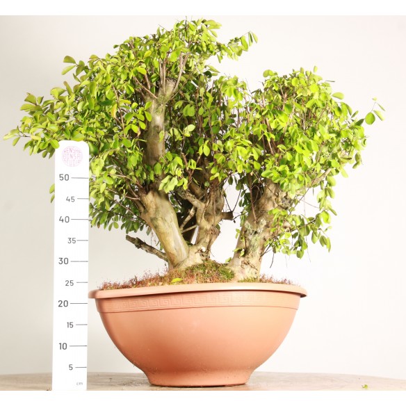 Lagerstroemia - Y0728