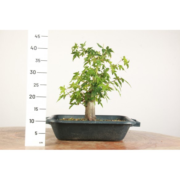 Acer palmatum "yamamomiji"...