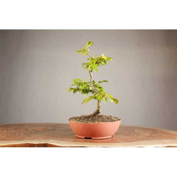 Carpinus betulus - Y0753