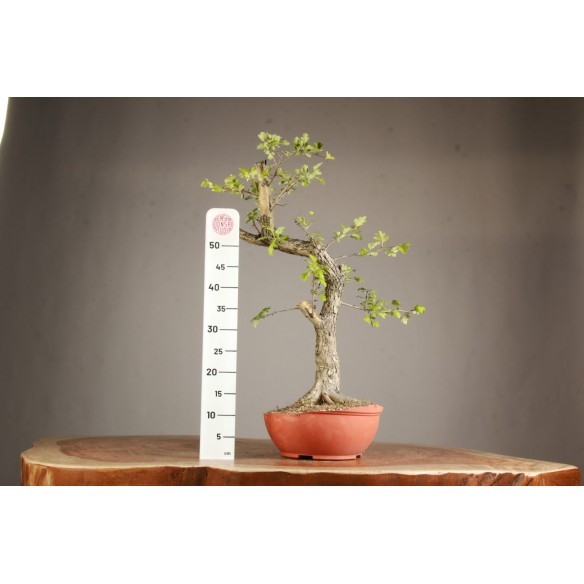 Crataegus monogyna - Y0770